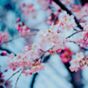 Meet your Posher, Monica